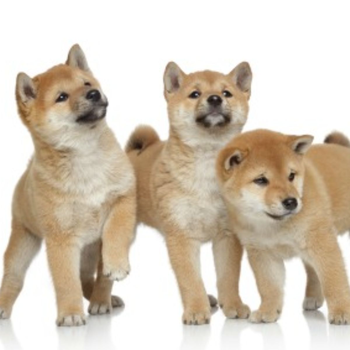 Cachorros de Shiba Inu