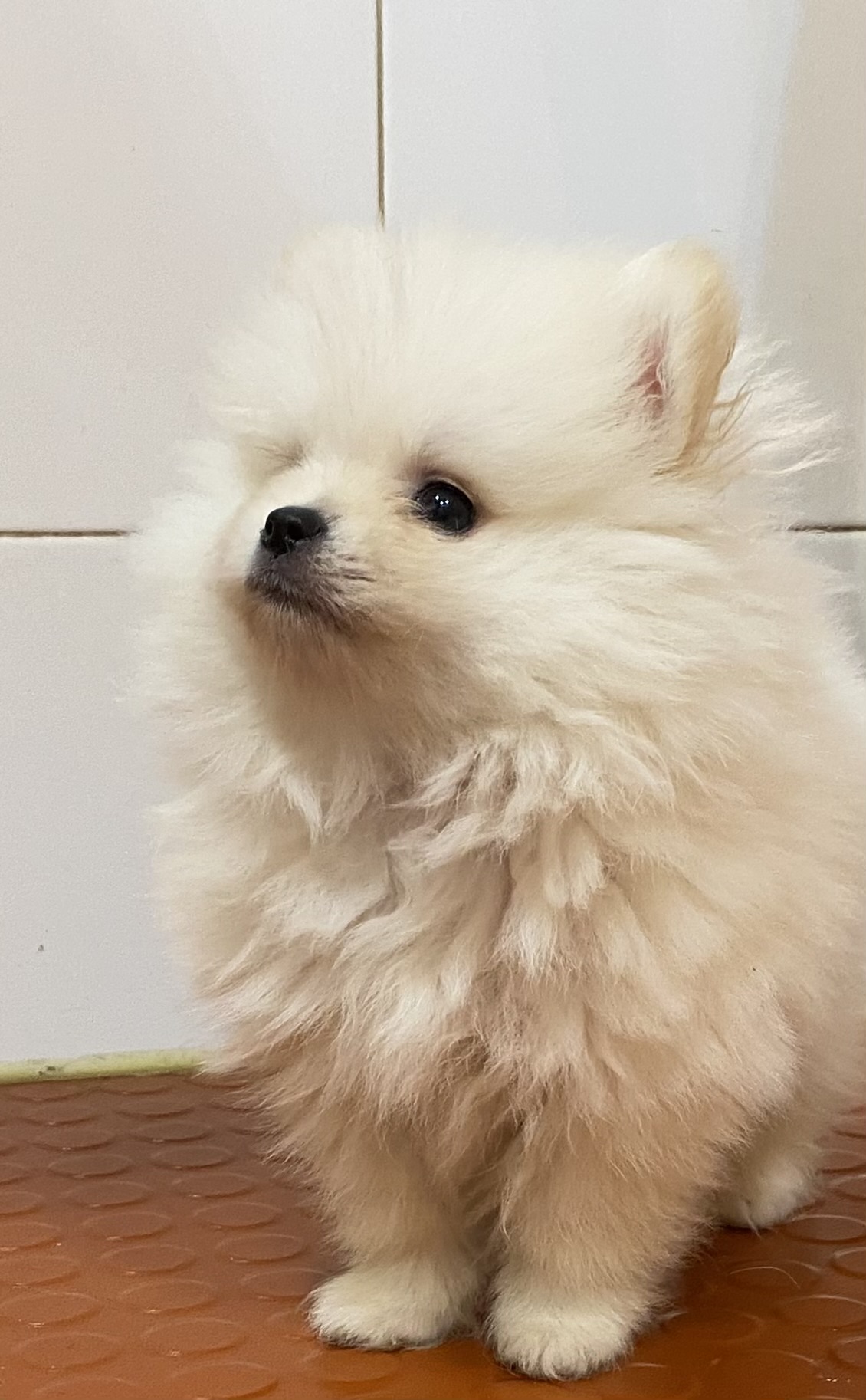 Pomeranian