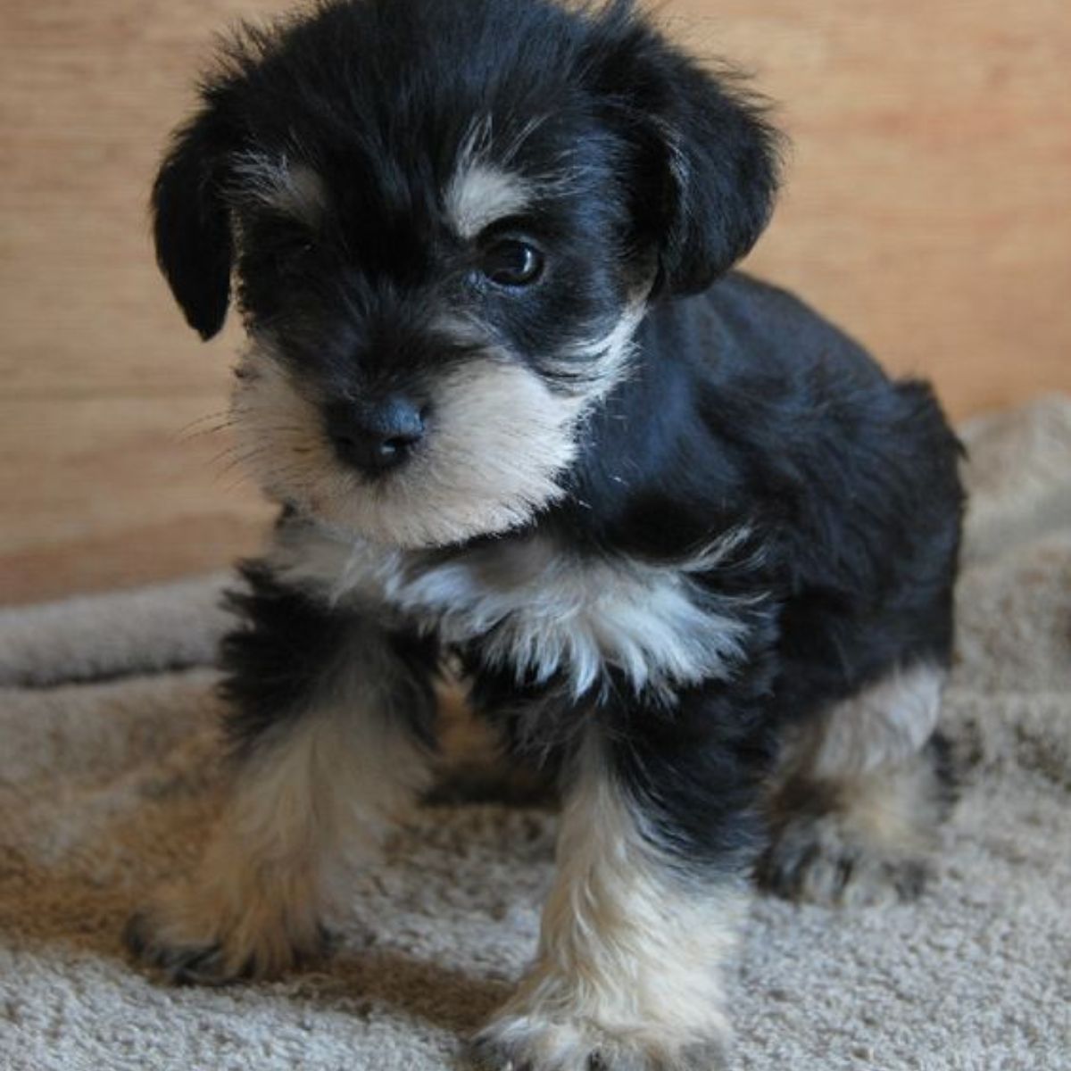 Schnauzer