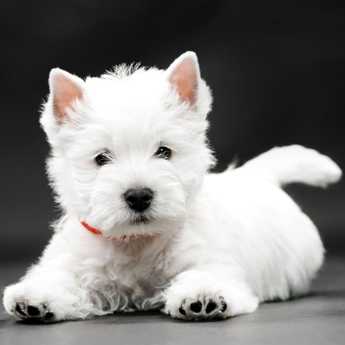 Cachorro de Westy