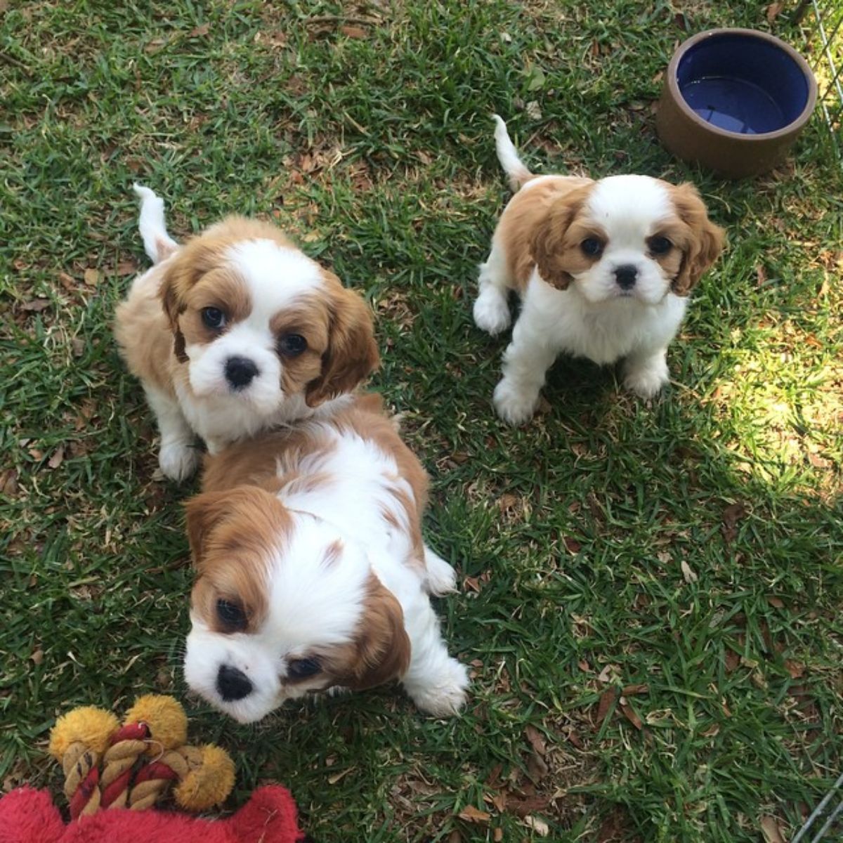 Cachorros de Cavalier