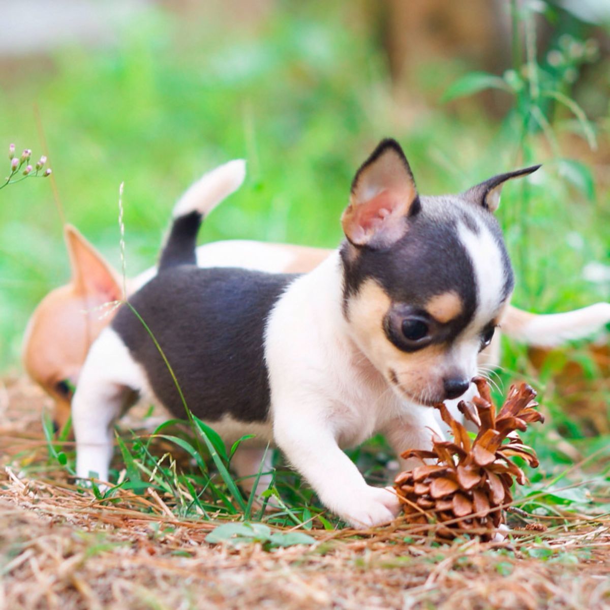 Chihuahua