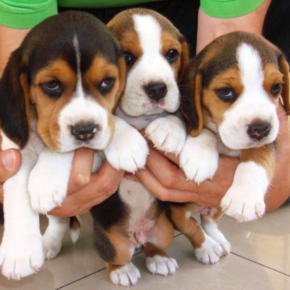Cachorros de Beagle