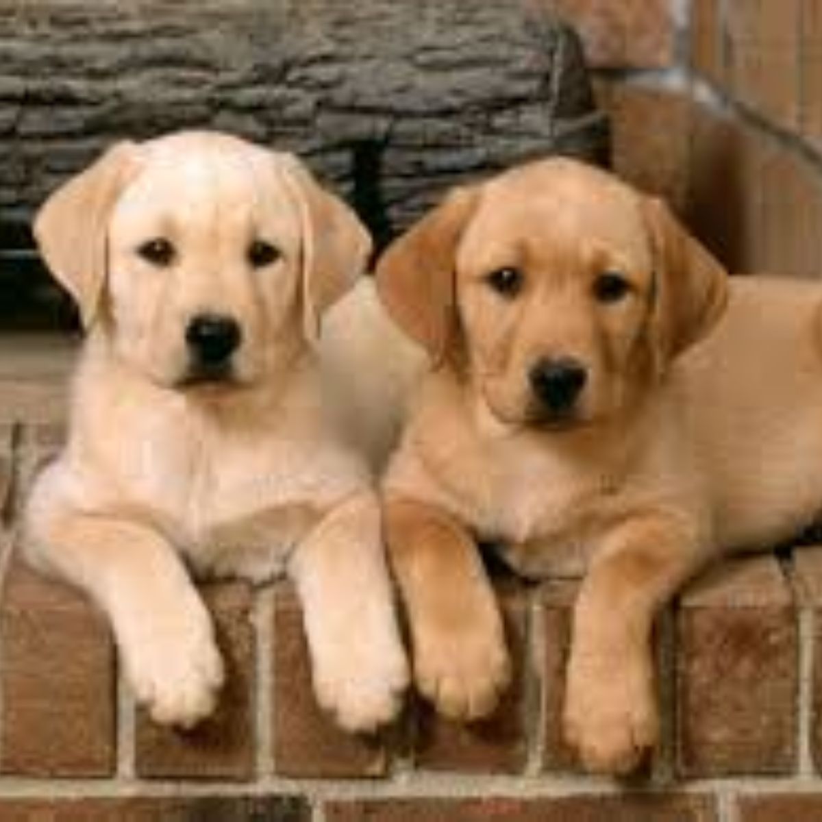 Cachorros de Labrador Retriever