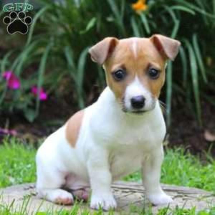Cachorros Jack Russell Terrier