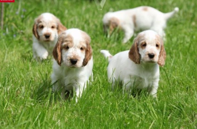 Cachorros Cavalier