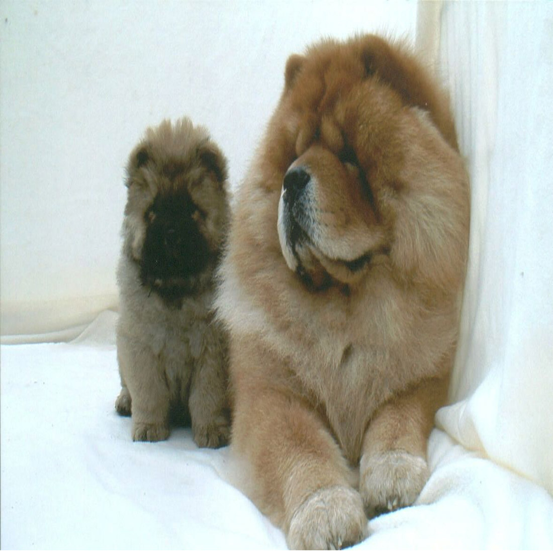 Cachorros de Chow-Chow