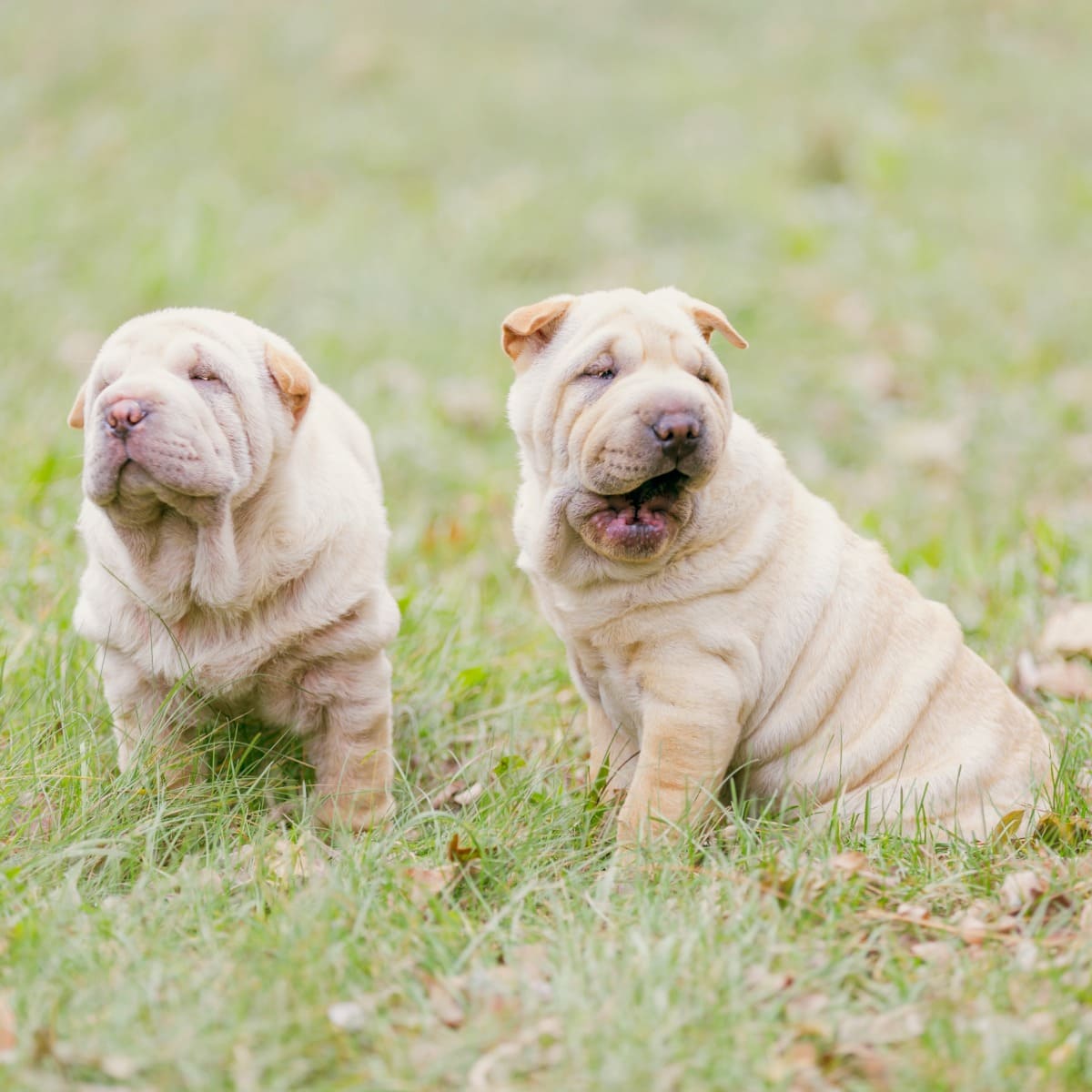 Cachorros de Shar-pei