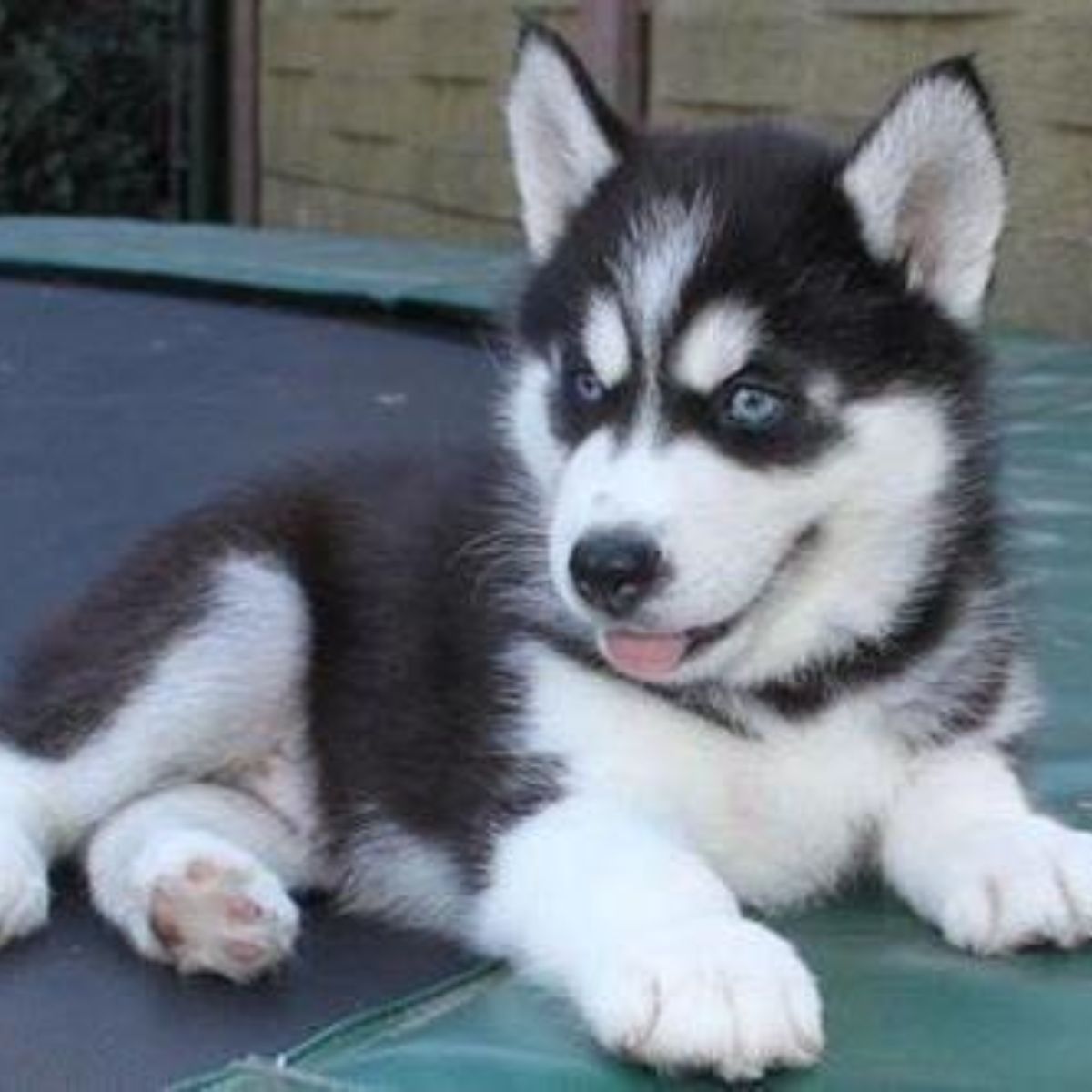 Cachorro de Husky