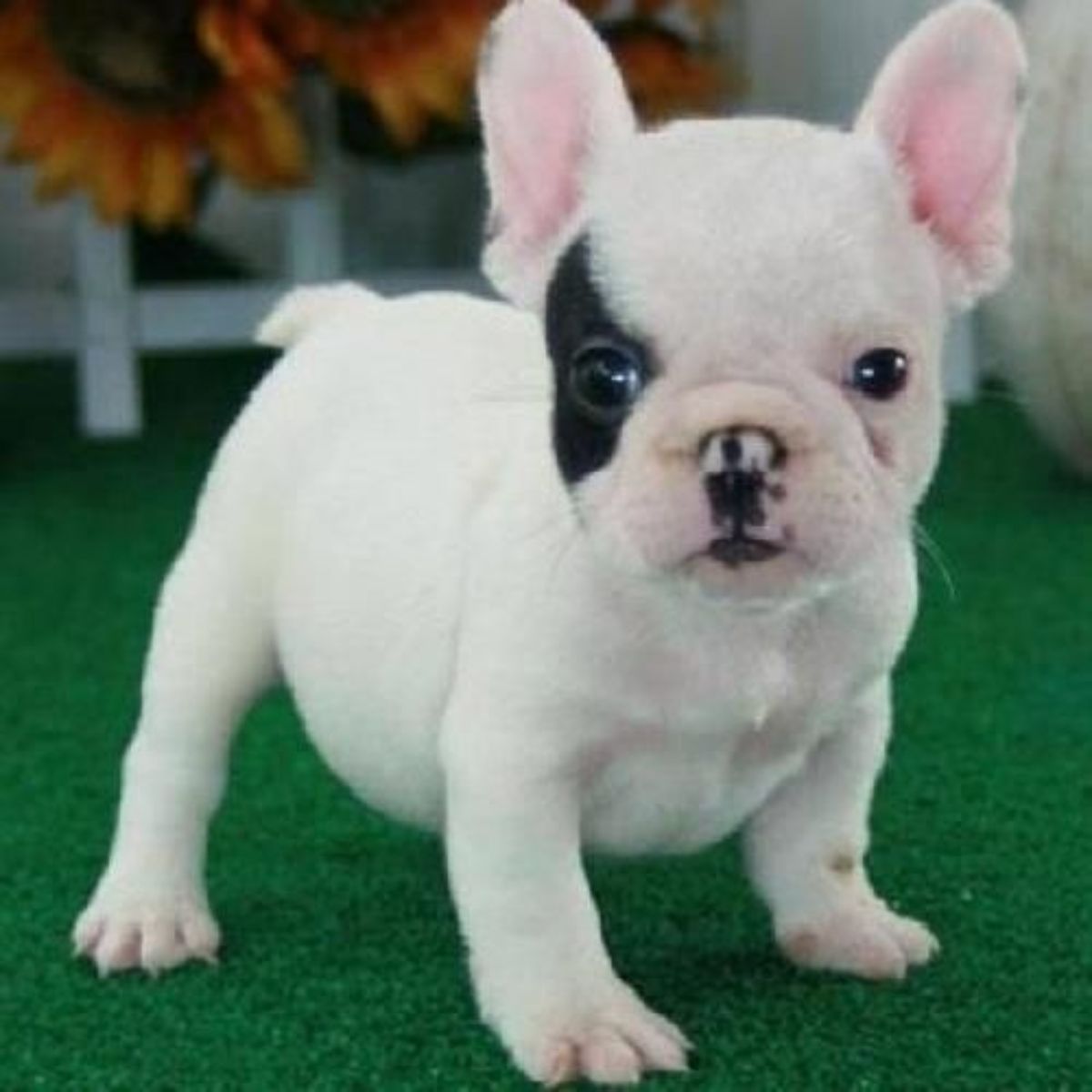 Cachorro de Bulldog Francés