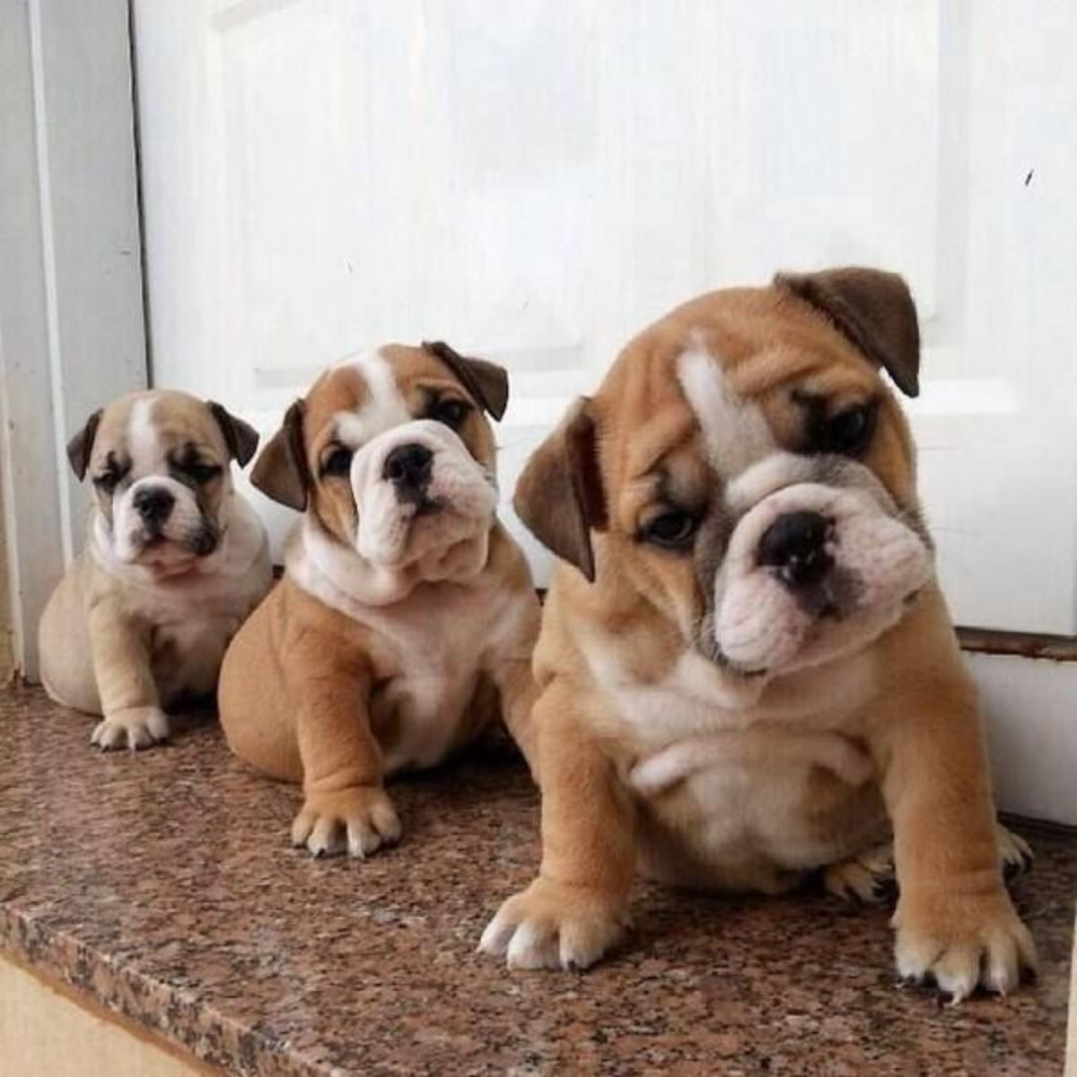 Cachorros de Bulldog Inglés