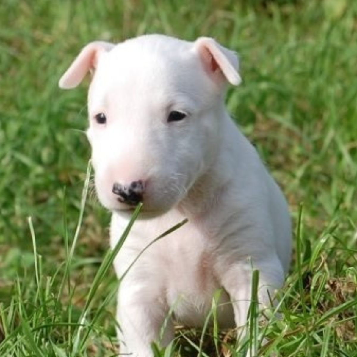 Cachorro de Bullterrier