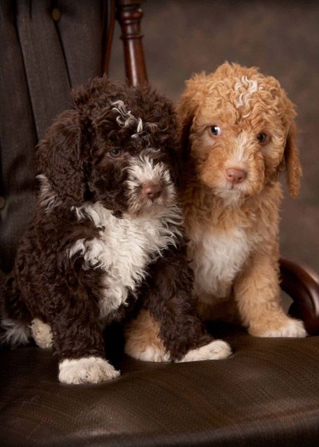 Cachorros Perro de Aguas Español