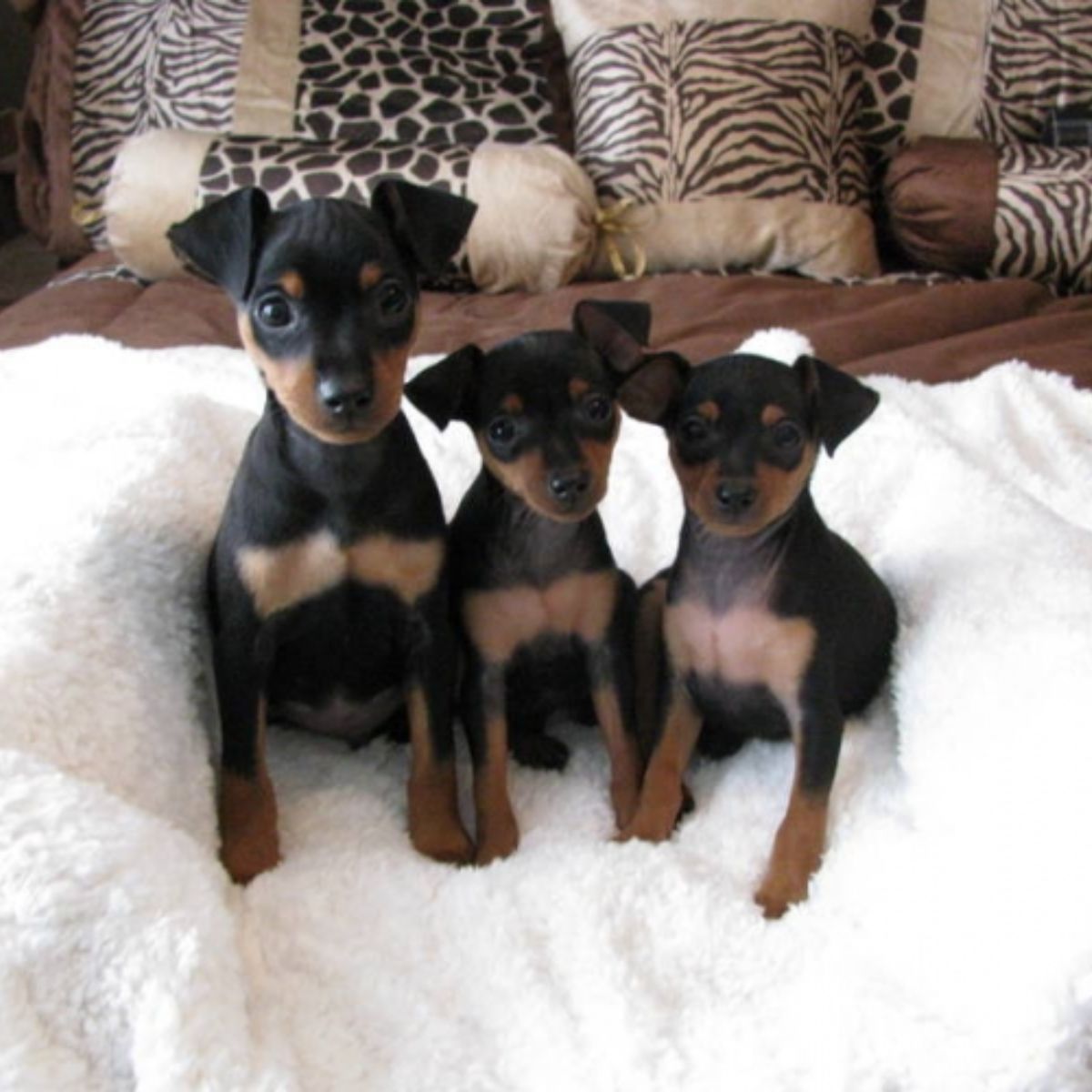 Pinscher