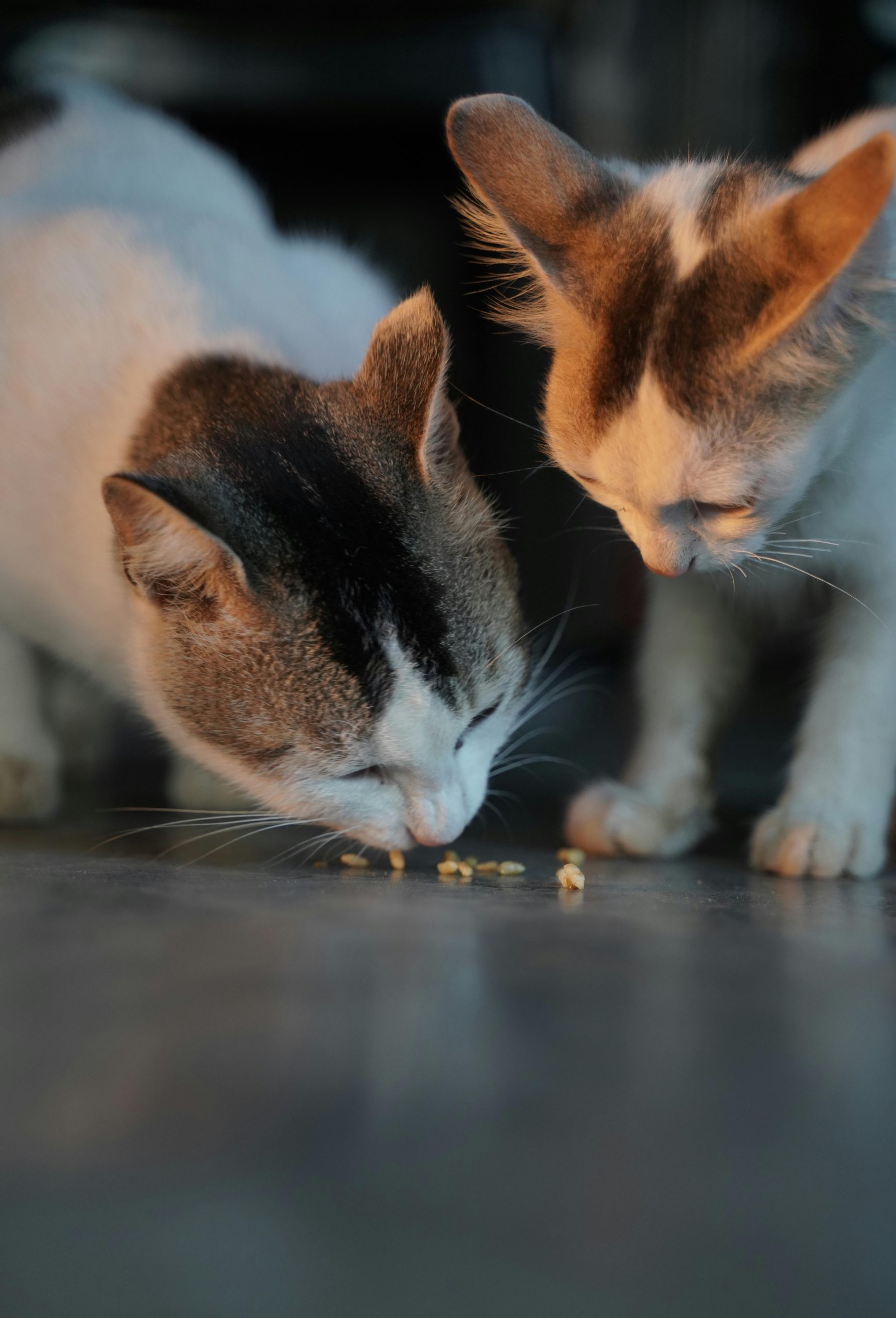 Gato alimentacion